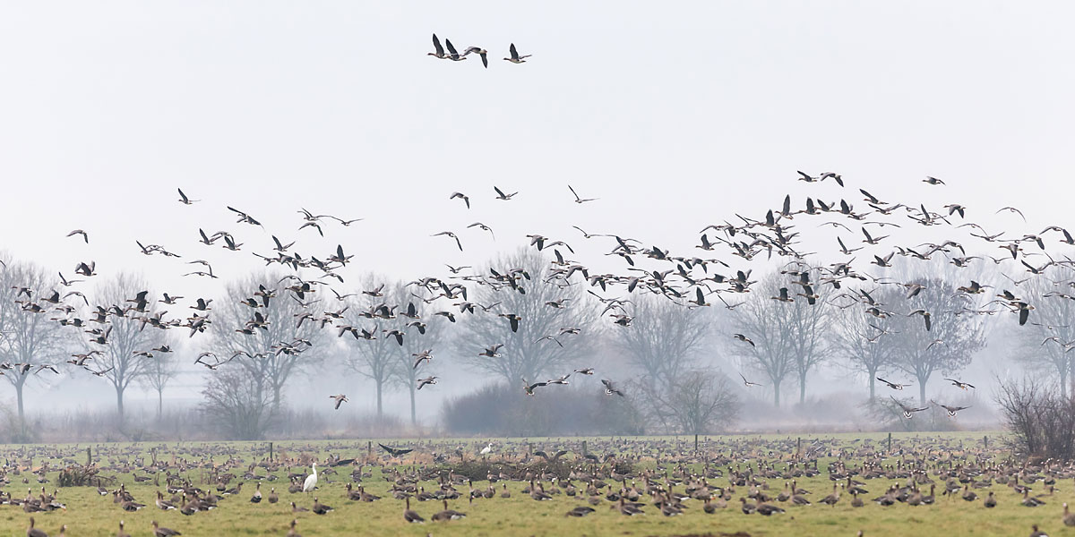 Arktische Gänse am Niederrhein · © Romano Amend 2017 Arktische Gänse am Niederrhein · © Romano Amend 2017