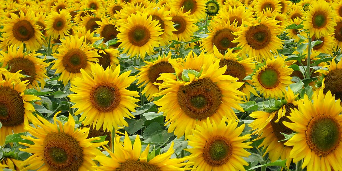 Sonnenblumen · © Romano Amend 2008 Sonnenblumen · © Romano Amend 2008